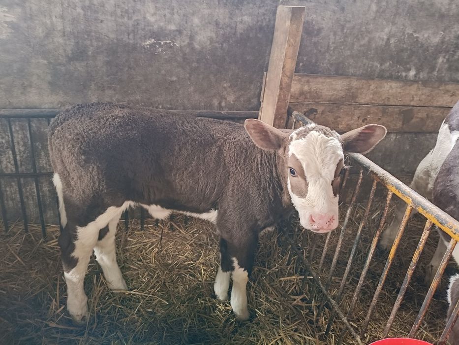 Sprzedam jałoweczkę