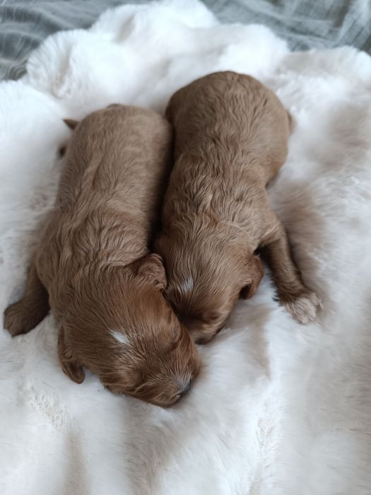 *** Śliczne Cavapoo**