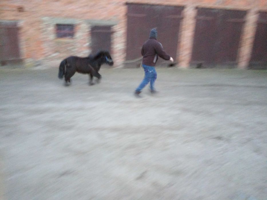 Kucyk kary klacz kuc Konik