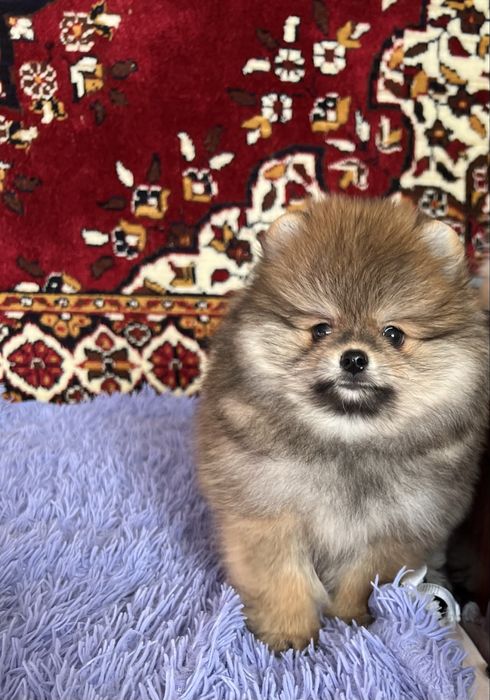 Дуже гарний хлопчик шпіц