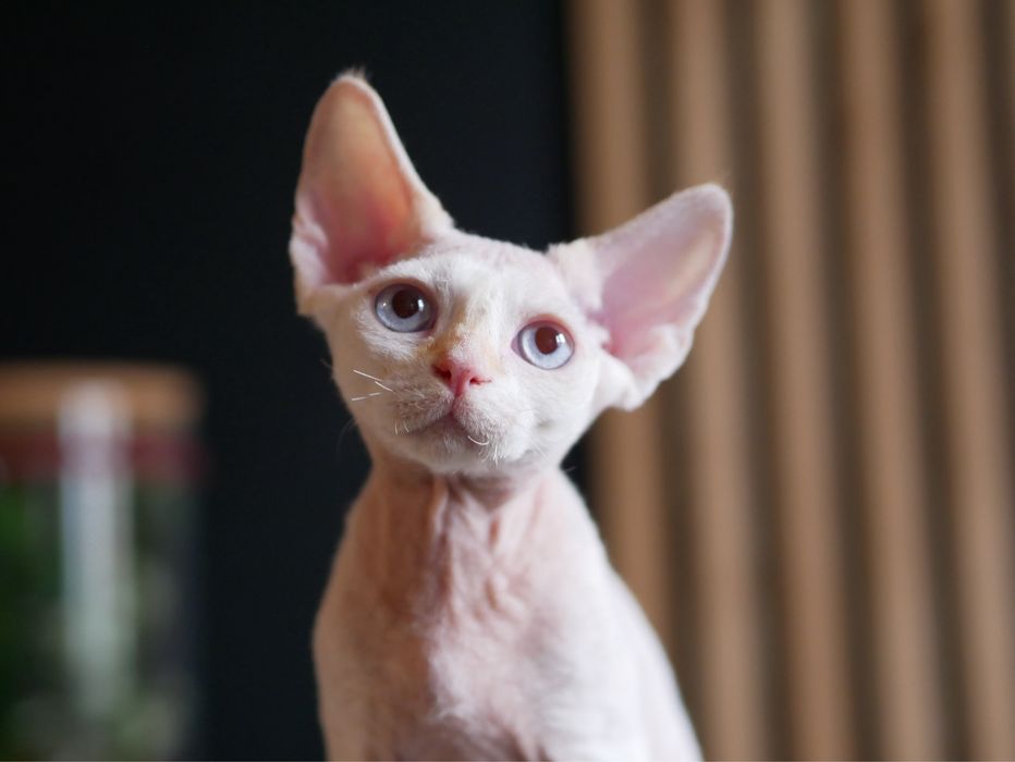Devon Rex chłopiec REZERWACJA