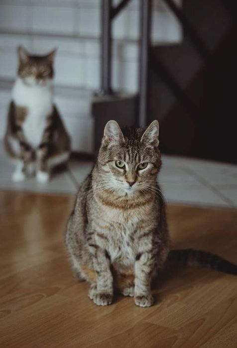 Kochana miziasta kotka szuka domu