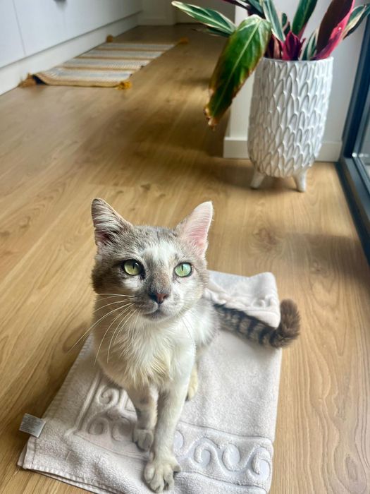 CASTRADO | Gato jovem e meigo disponível para Adoção Responsável