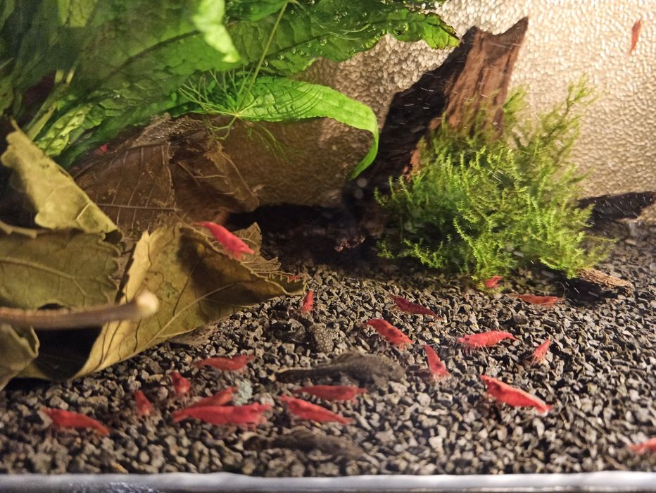 Krewetki Red Cherry 10szt