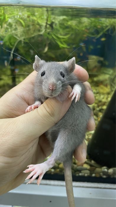 Пацюки дамбо, крисята хаскі, голубі , крысы