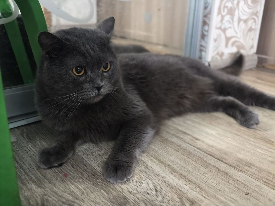 Красень котик в пошуках родини