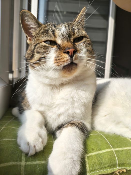 Miziasty Anatol juz 1,5 roku czeka na dom!