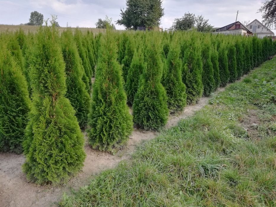 Туя smaragd смарагд