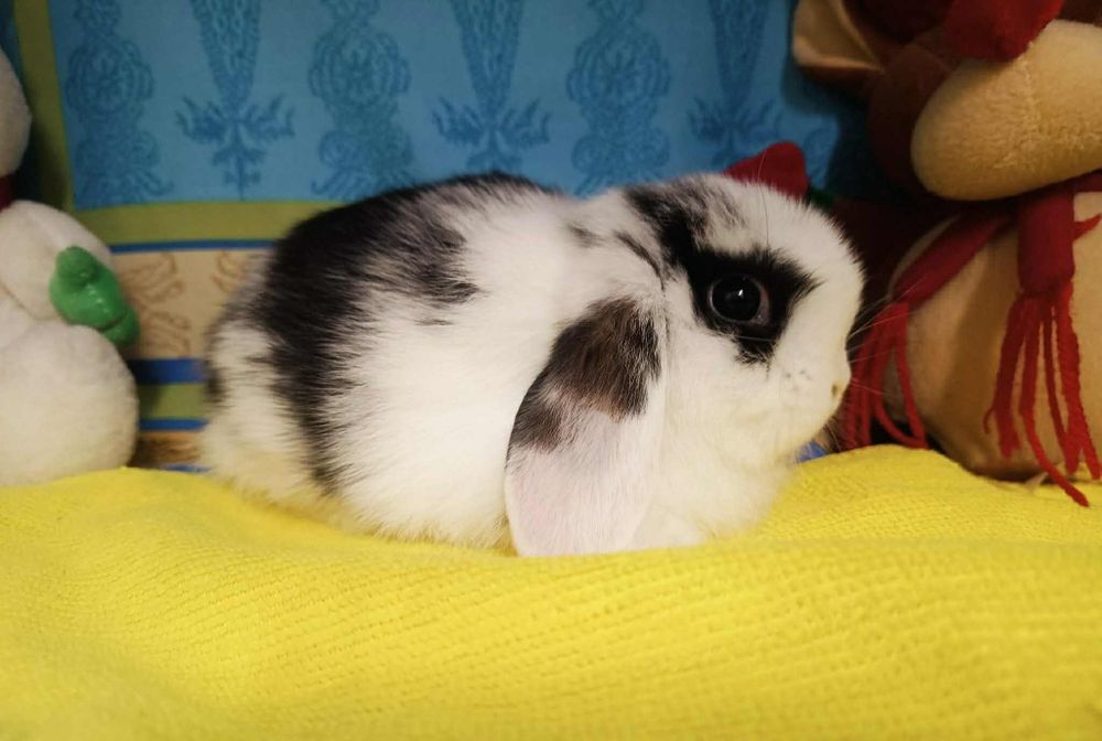 Sprzedam króliczki mini lop mini loop niebieskookie