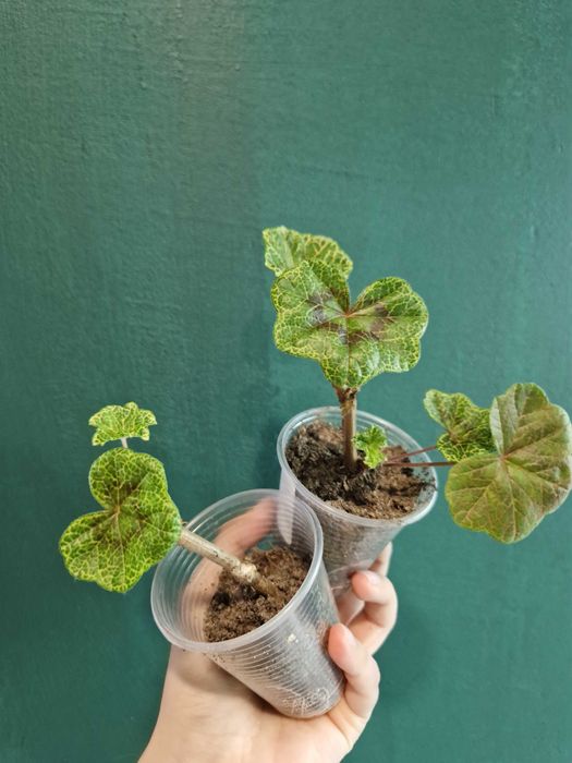 Рослини кімнатні для кашпо