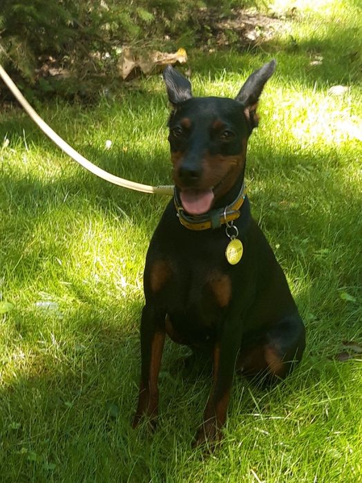 Милі цуценята цвергпінчера шукають свою люблячу родину