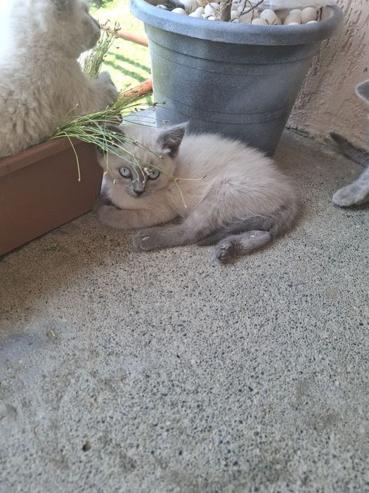 Кошенята безкоштовно