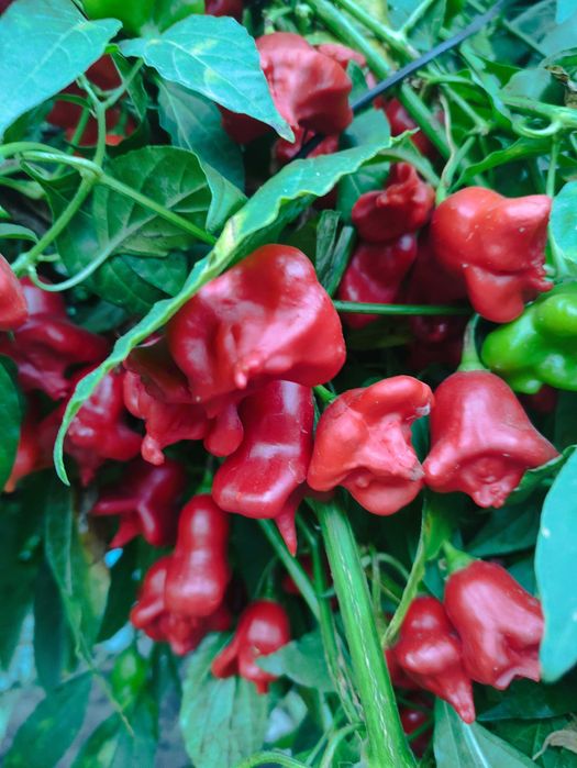 Malaguetas sininho Cambuci