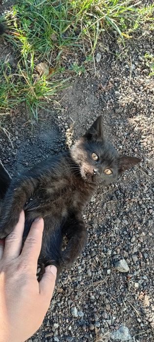 віддам в добрі руки