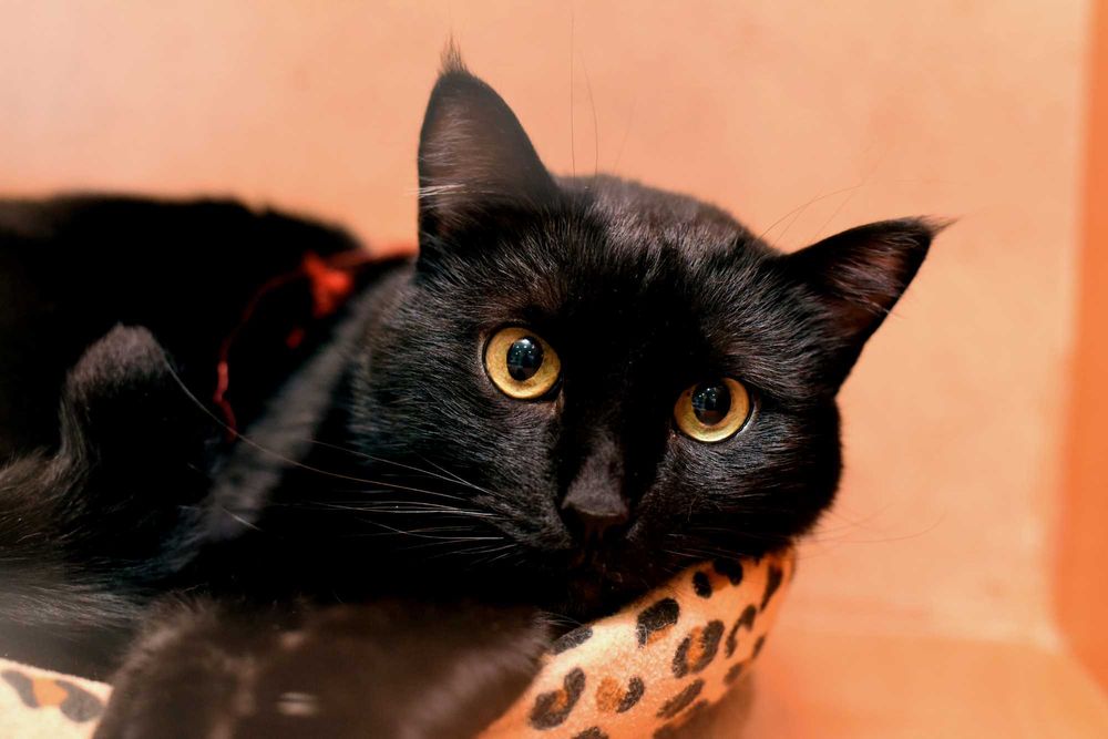 Всем привет от кота Пуговкина!