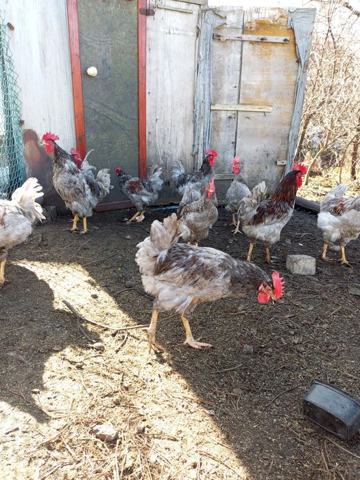 Продам домашних петухов!