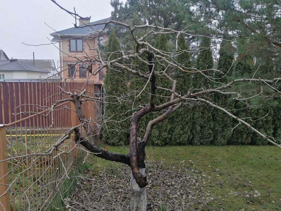 Обрезка сада / Обрізка саду / Обрезка деревьев / Обрізка фруктових