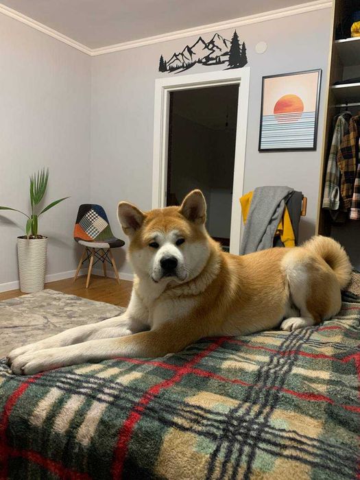 Кобель акіта іну для в’язки