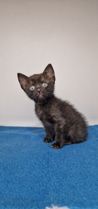 Gatinho para adoção responsável