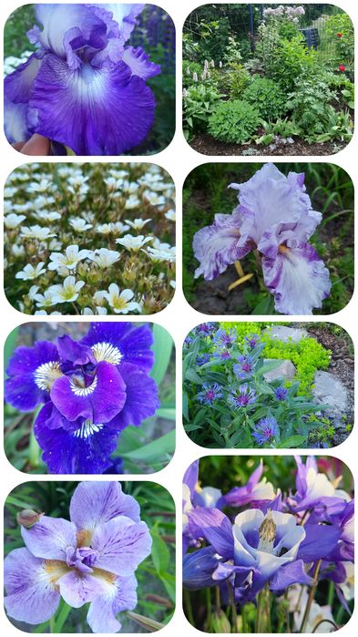 Sadzonka nadwyżki z ogrodu bylina roślina