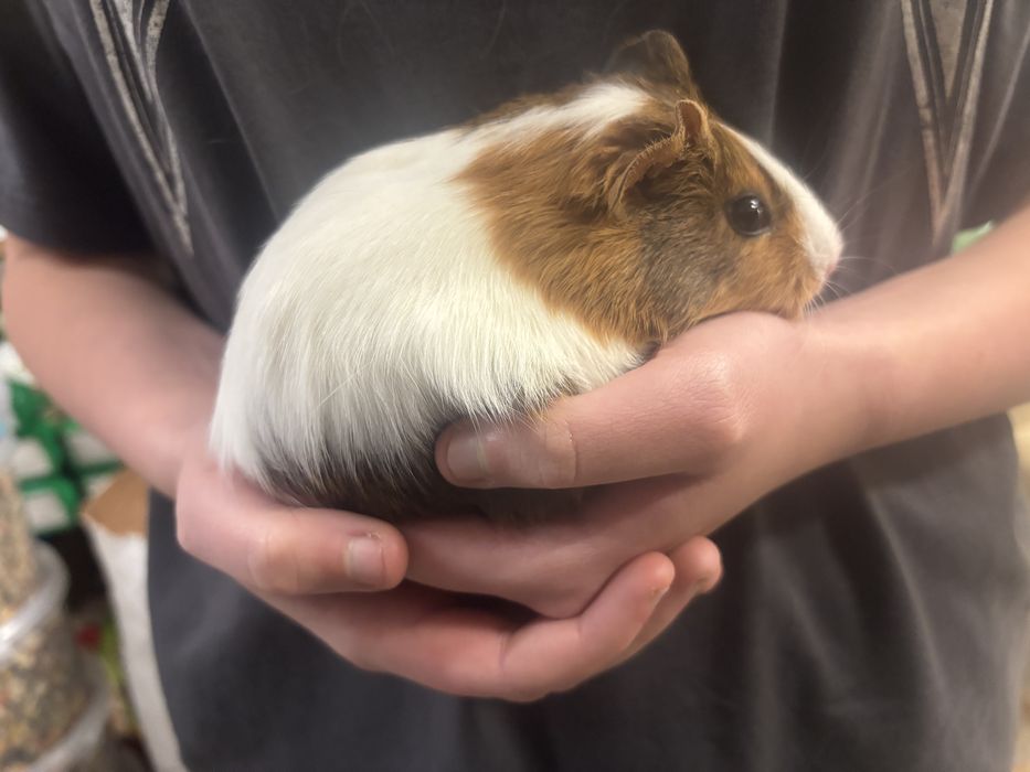 Świnki morskie samice, kawie domowe samiczki 5 tygodni