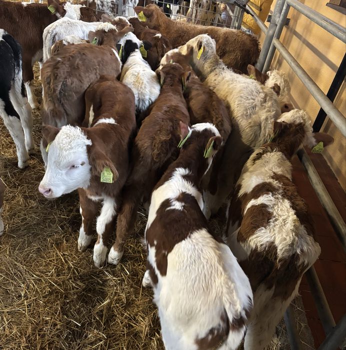 Sprzedam byki miesne