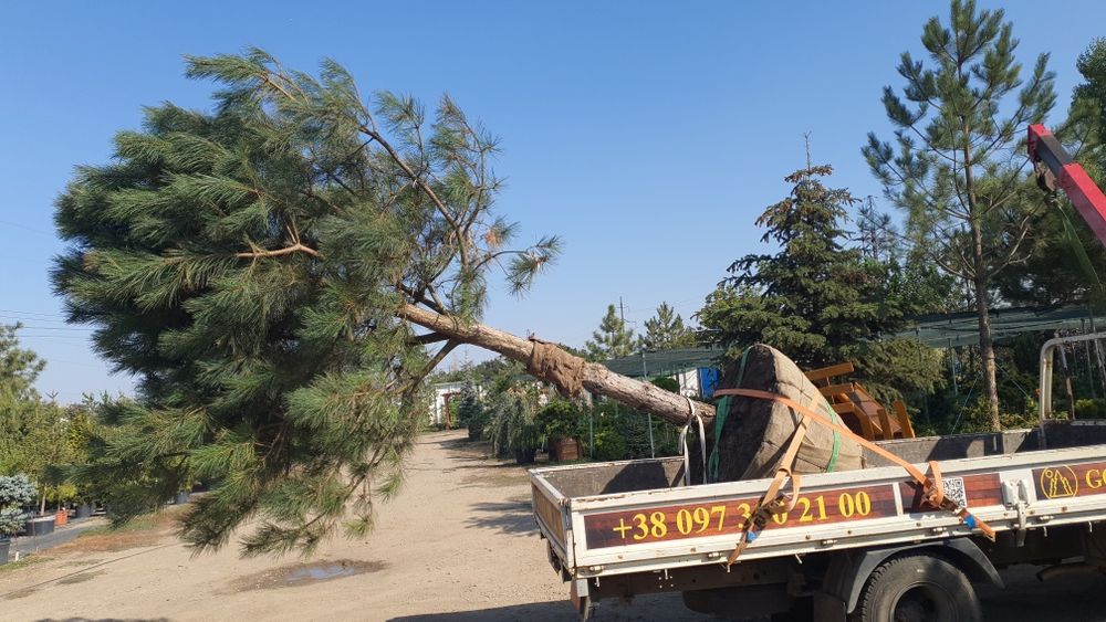 Туя.ель .елка. сосна. кедр