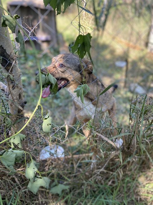Бесплатно,в хорошие руки.отличная охрана.