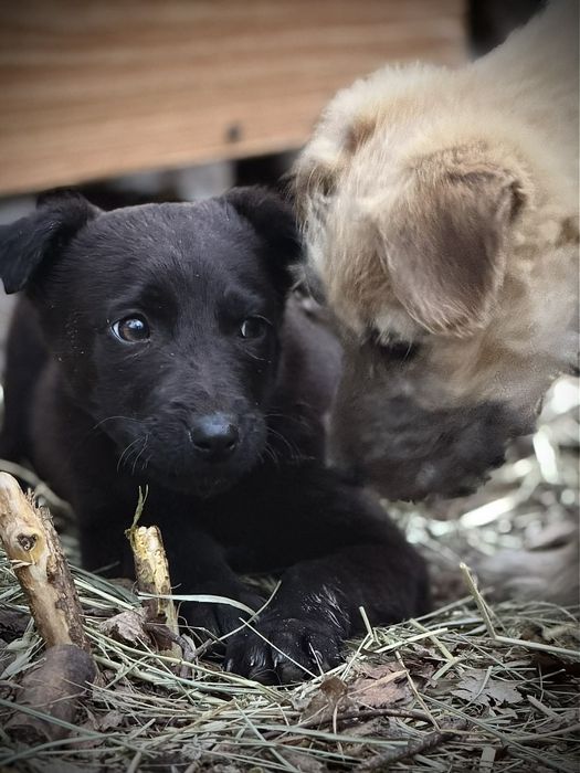 Врятоване цуценя шукає люблячу родину