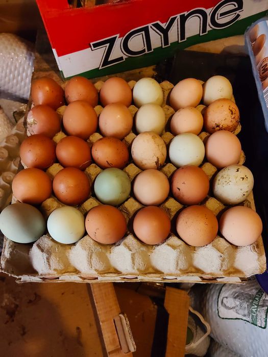 Ovos caseiros consumo