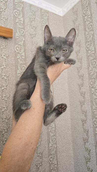 Котик у добрі руки