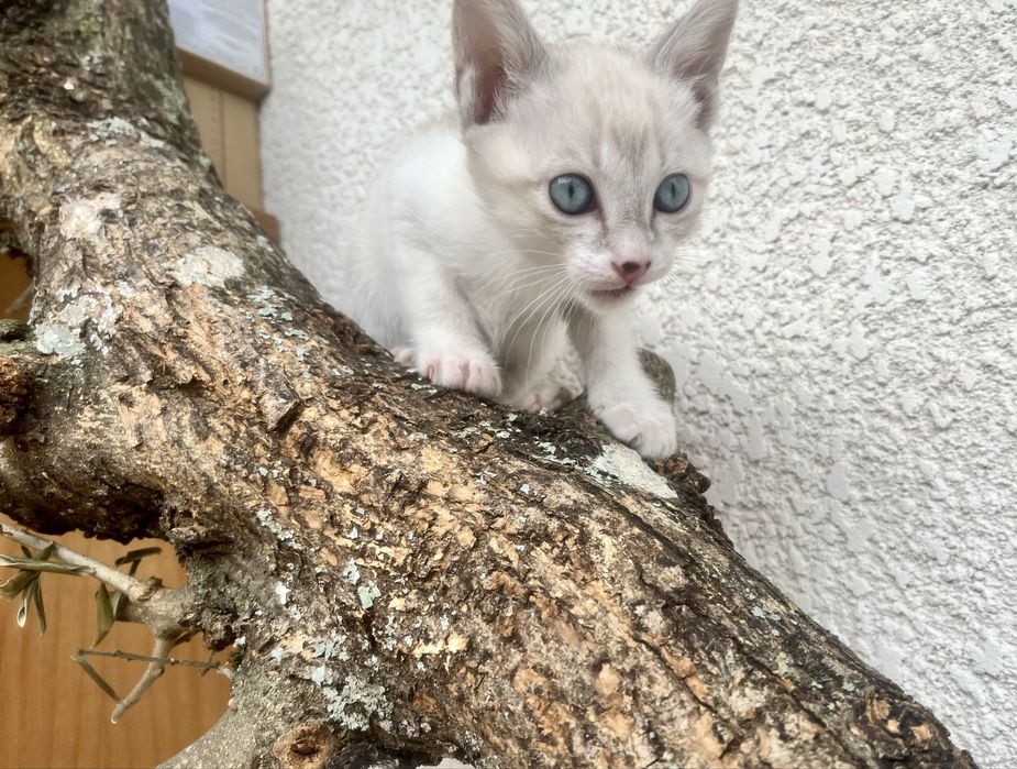 4 gatinhos disponíveis para adoção responsável.