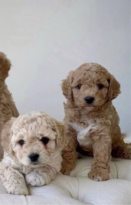 Елітні ексклюзивні мальтипу‼️Мальтипу мини ф1 Мальтипу ф2 Мальтіпу