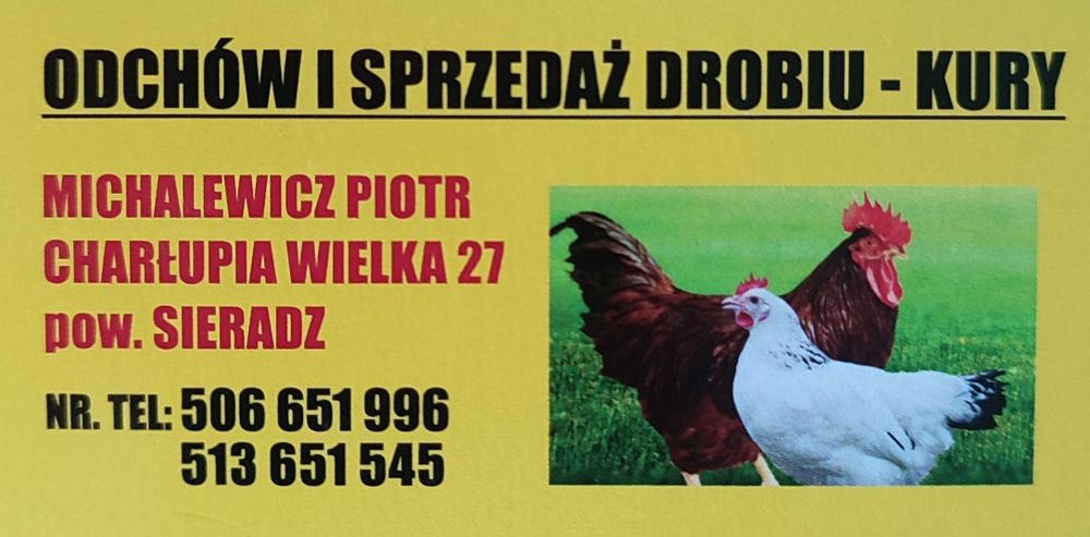 Kury nioski ogólnoużytkowe