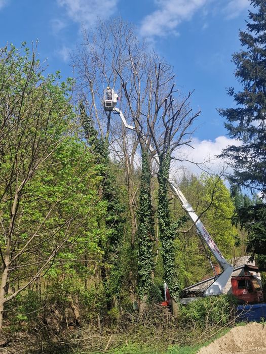 Wycinka drzew, Pielęgnacja drzew i ogrodów, Usługi rębakiem