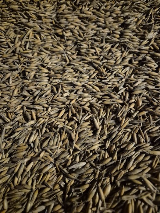 Przenica odmiana euforia I owies Bingo