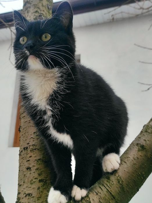 Віддам в добрі руки