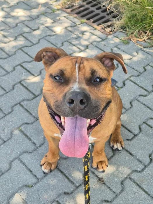 Ozyrys - pies ttb do adopcji