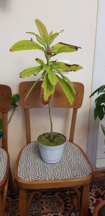 Авокадо кімнатні