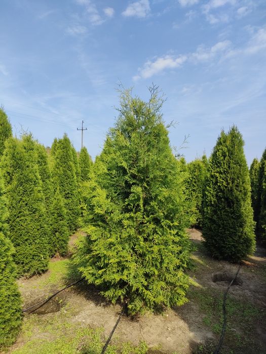 TUJA tuje 100-300 cm SZMARAGD różne odmiany i wysokości drzewek