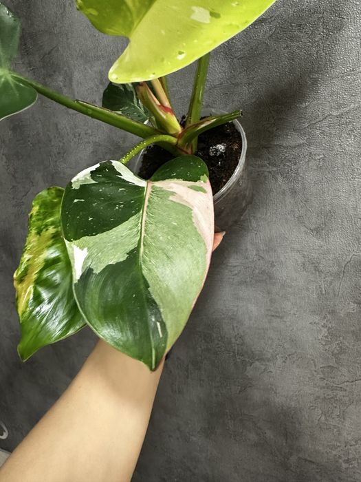 Філодендрон White Princess Tricolor Lime fresh aurea