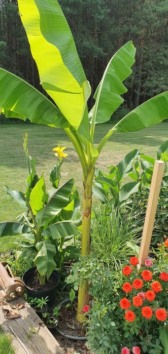 Banan Musa Basjo, nadwyżki 60zł+. Banan Kanaryjski