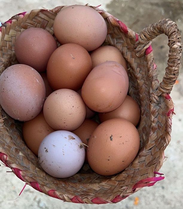 Ovos para consumo humano