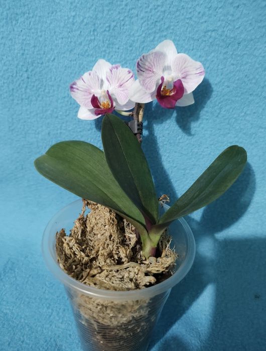 Орхідеї мультіфлори фаленопсіси