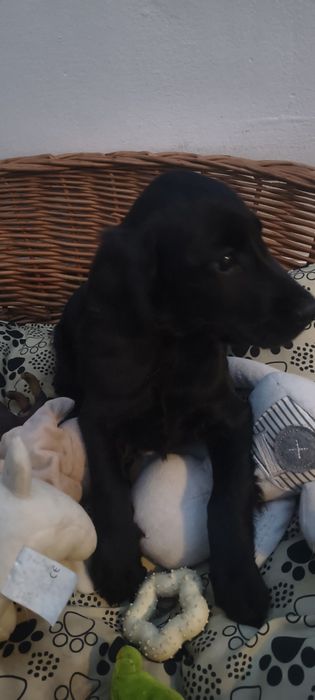 Cocker spaniel angielski chłopak