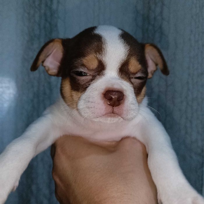 Chihuahua macho cabeça de maçã