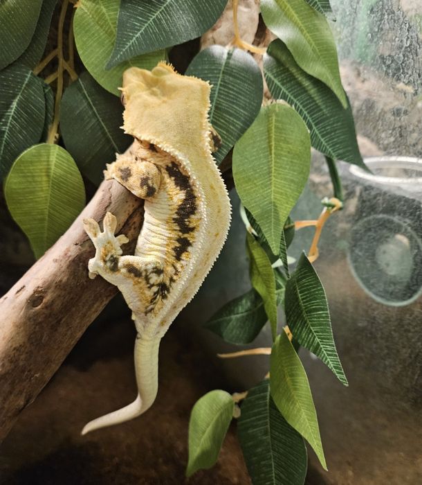Gekon orzęsiony lilly white dorosła samica