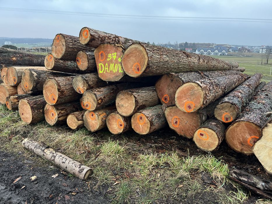 Modrzew tartaczny  dłużyca i kłoda