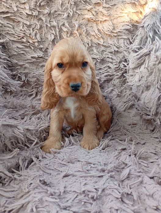 Cocker spaniel angielski piesek