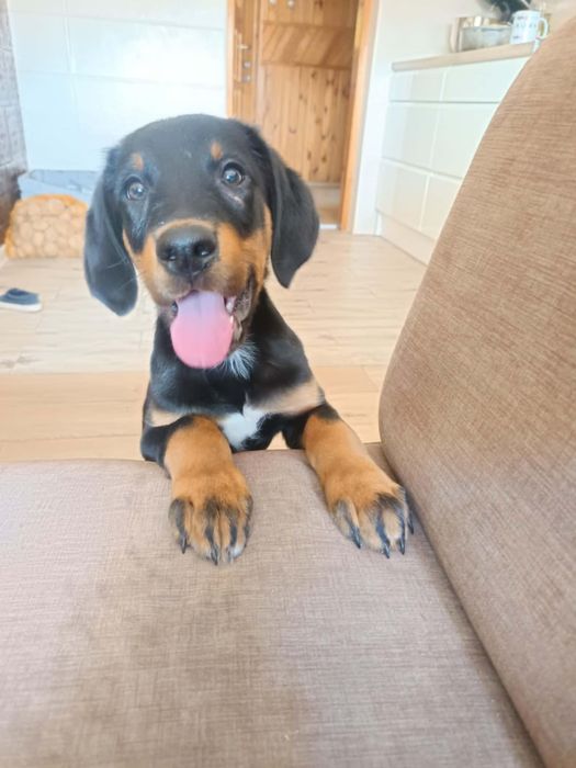 3 miesięczny mix labradora